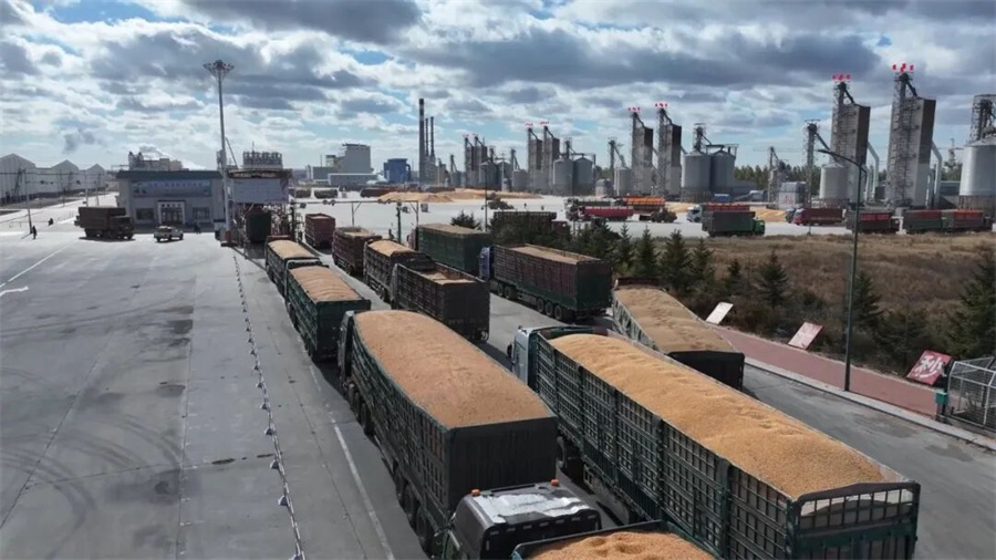 北安象屿金谷“数智化”收粮 暖心服务下的“秒到”粮款与高效检验